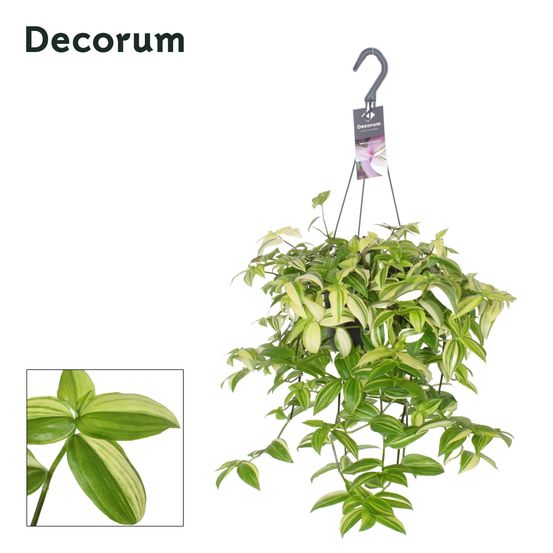 Tradescantia yellow hill - ø17cm - ↕40cm - plantes d'intérieur
