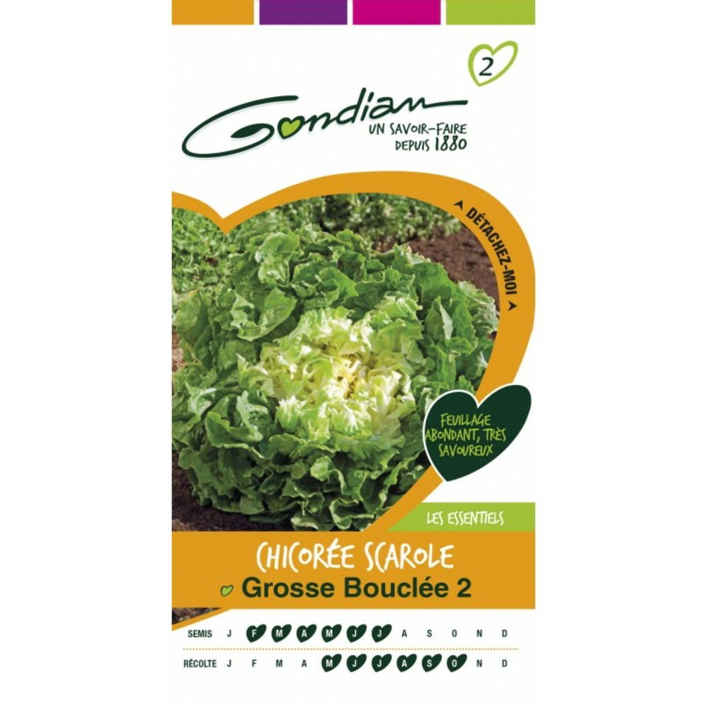 Chicorée scarole grosse bouclée 2