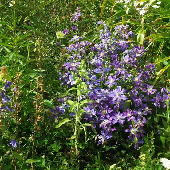 Clématite integrifolia arabella godet - 5/20 cm