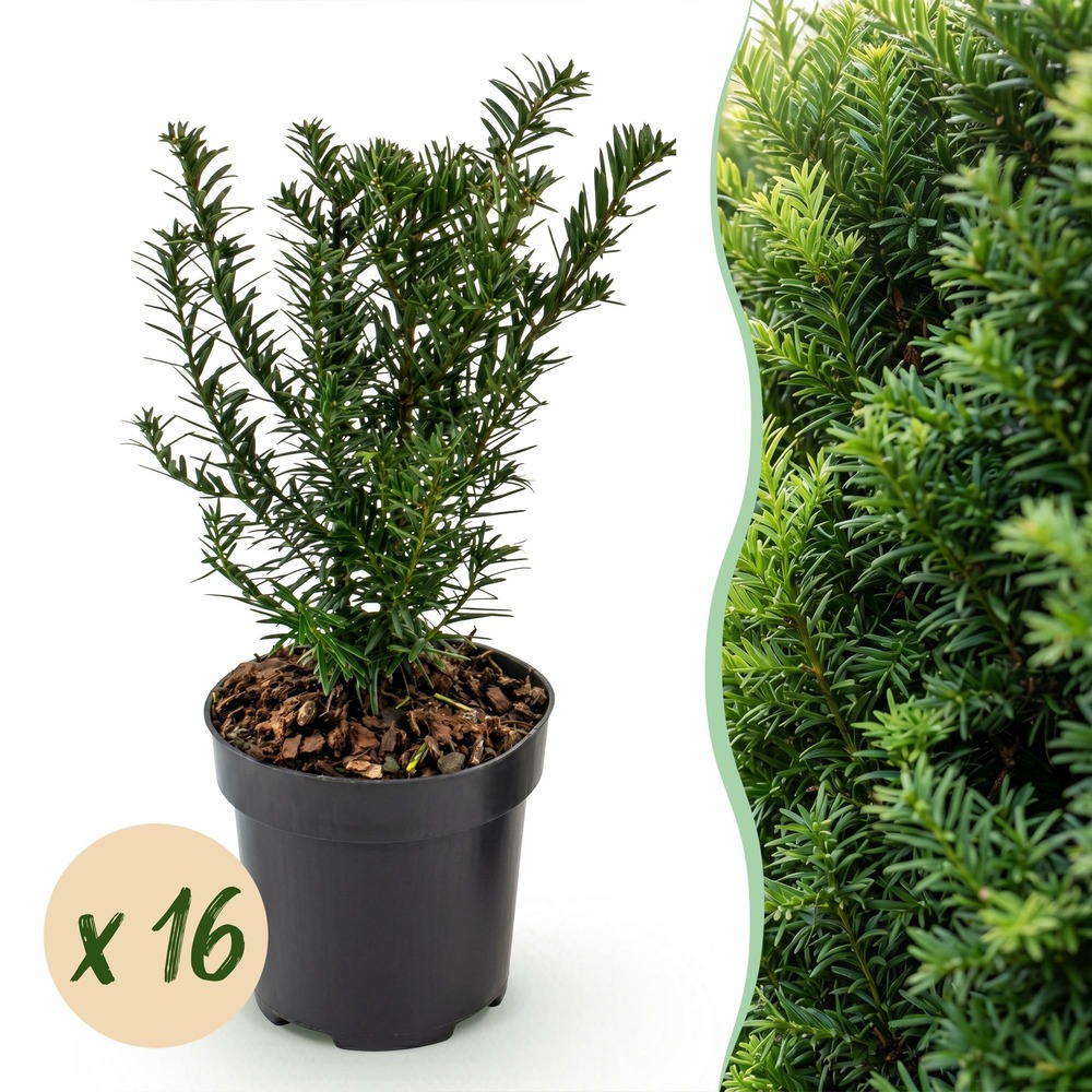 If commun - lot de 16 - pot 9 cm - hauteur 20-30 cm