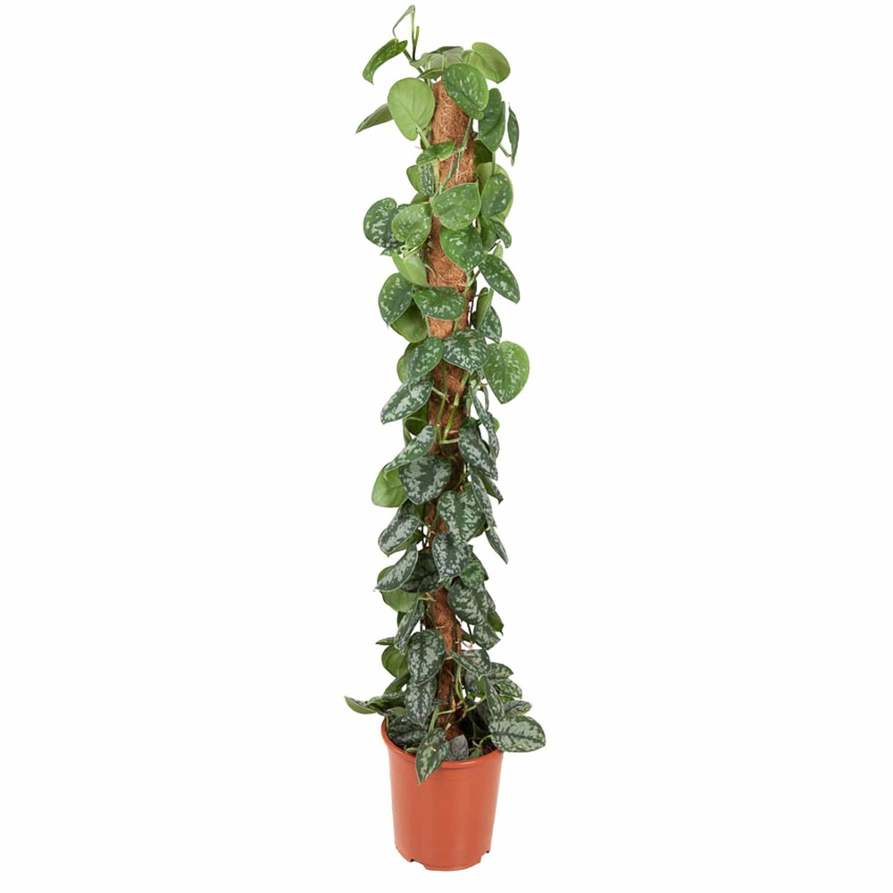 Epipremnum pictus trebie mosstok - h150 cm - ø27 cm