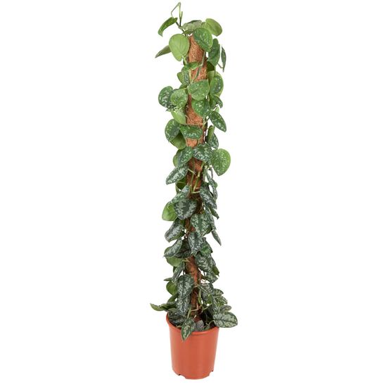 Epipremnum pictus trebie mosstok - h150 cm - ø27 cm