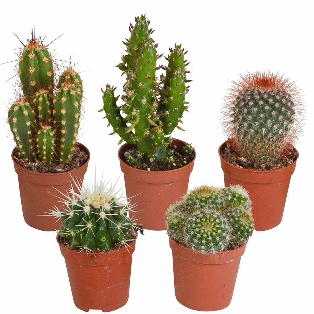 5 cactus en mélange - mamilaria, echinocactus, eriocactus, opuntiae - les 5 pots / 5.5cm / hauteur livrée 7-14cm