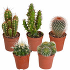 5 cactus en mélange - mamilaria, echinocactus, eriocactus, opuntiae, les 5 pots / 5.5cm / hauteur livrée 7-14cm