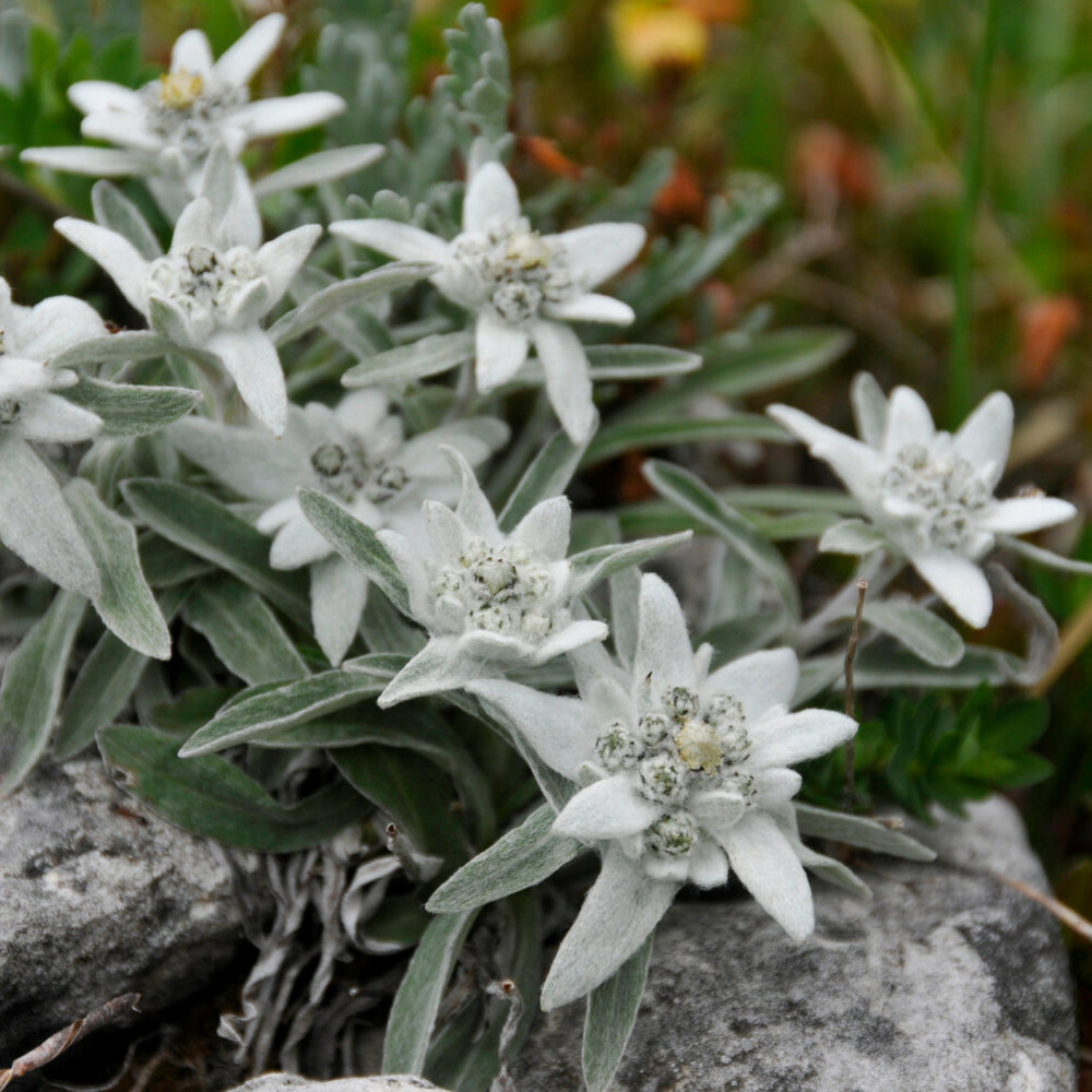Edelweiss des alpes - le pot / ø 9cm, vendu par lot de 2