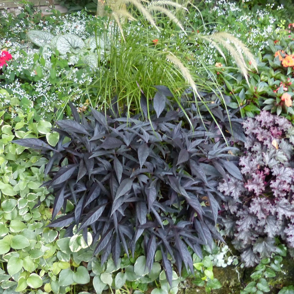 Patate douce 'illusion midnight lace' mini-motte ø 3/4 cm, plant vert de 5 à 10 cm de haut (par 3)