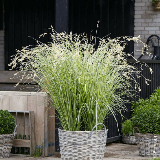 Chlorophytum panaché starlight lot de 9 godets