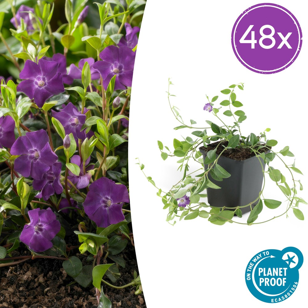 Lot de 48 - vinca minor 'atropurpurea', - h10-25 cm