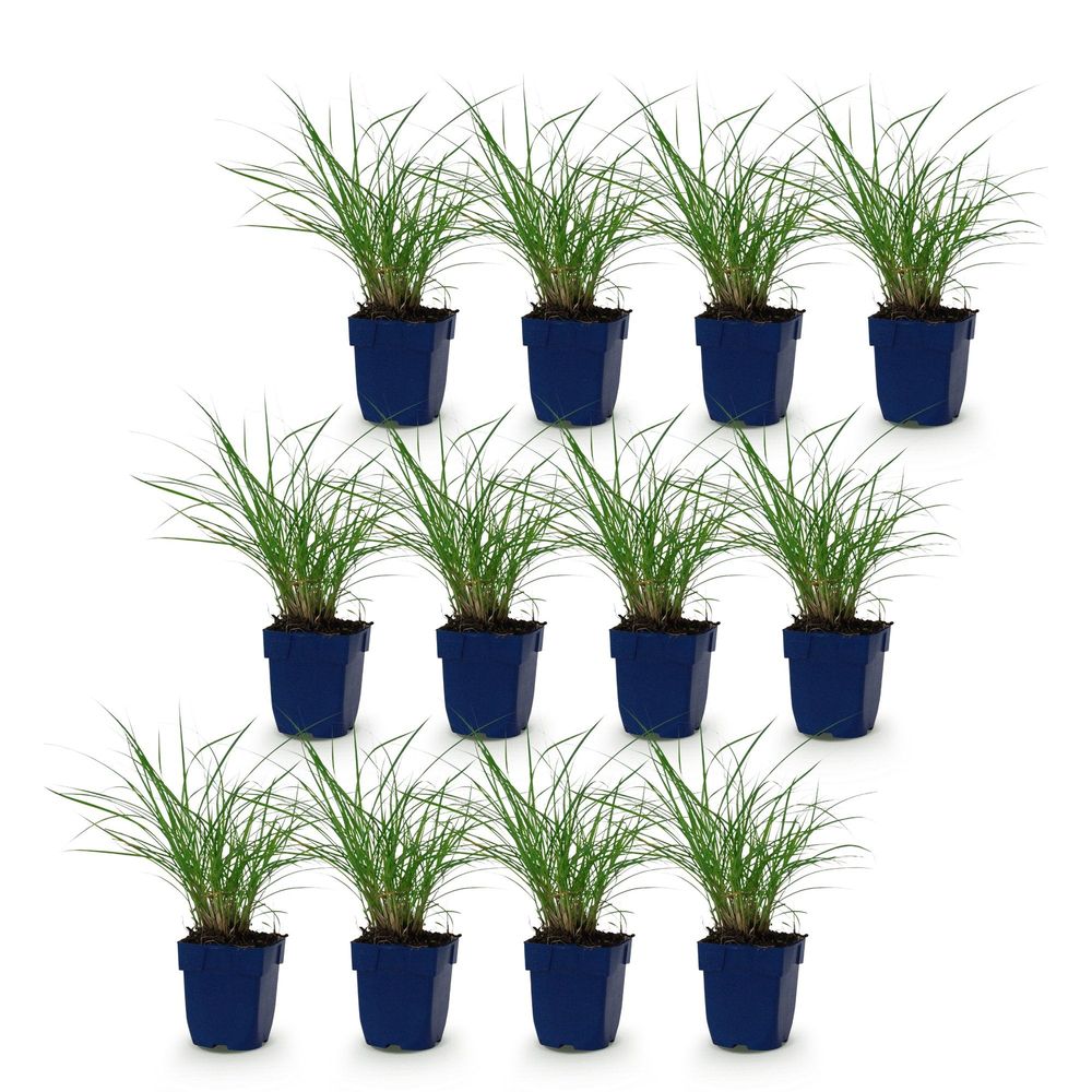 Roseau de chine 'red chief' - lot de 12 - pot 11 cm - hauteur 25 cm - plante d'extérieur