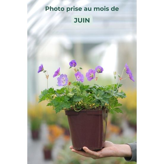 Geranium vivace 'rozanne' ? - en pot de 3 litres
