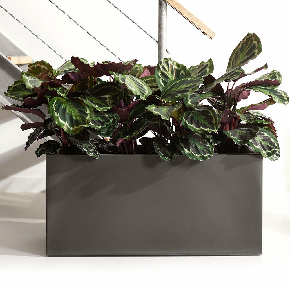 Calathéa medaillon - le pot / ø 14cm, vendu par lot de 2