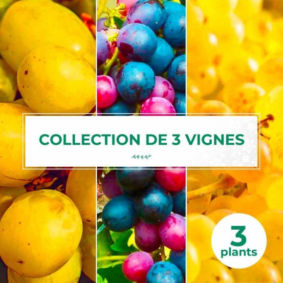 Collection 3 vignes