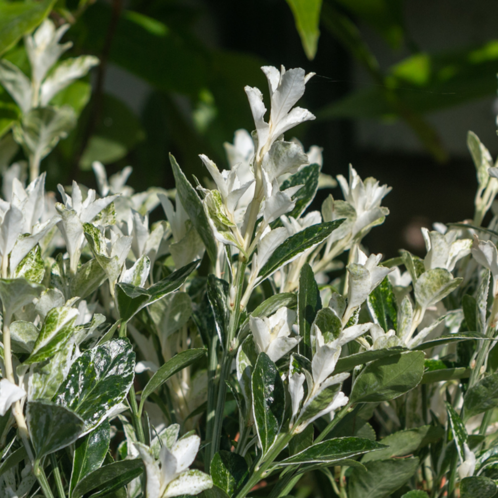 Fusain du japon paloma blanca - euonymus japonicus paloma blanca pot 23cm