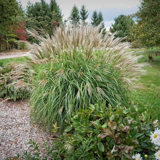 Miscanthus, roseau de chine adagio lot de 3 godets