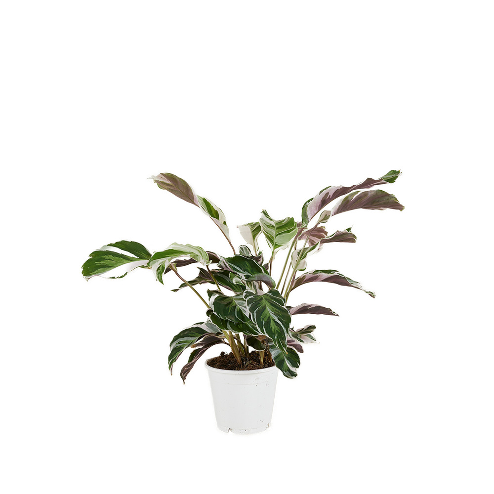Calathea white fusion - plante d'intérieur - facile d'entretien - purifiante - h. 40-50 cm