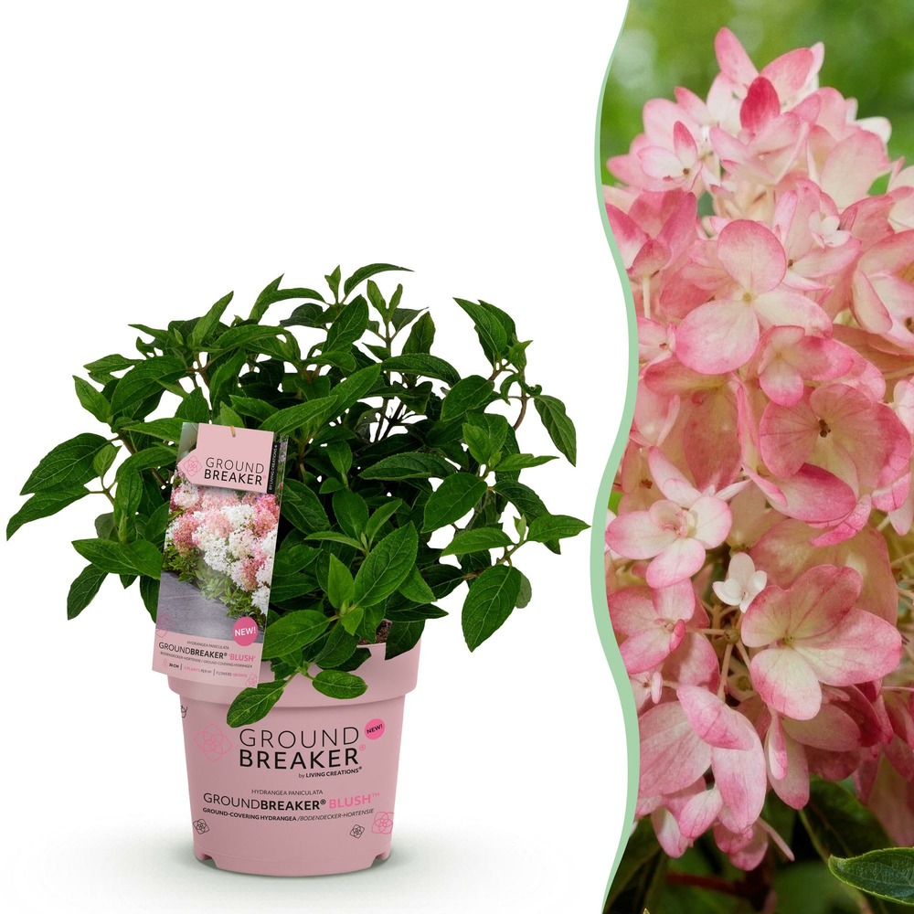Hortensia groundbreaker blush - pot 14 cm - hauteur 20-25 cm