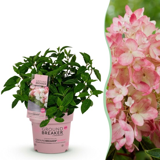Hortensia groundbreaker blush - pot 14 cm - hauteur 20-25 cm