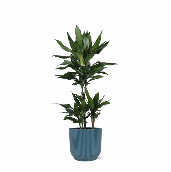 Dracaena janet lind et son pot relief bleu - hauteur 90cm