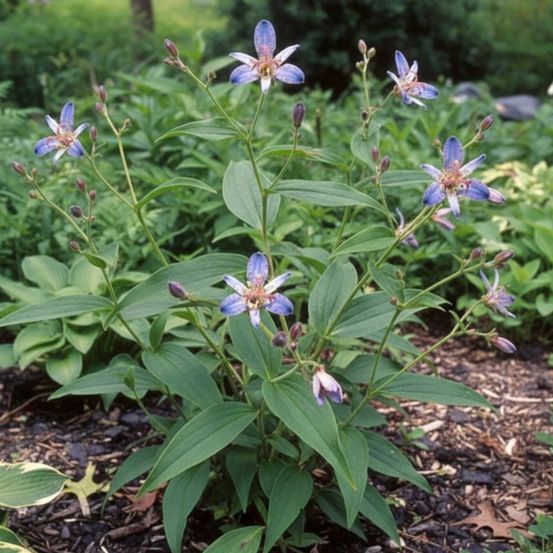 Lis orchidée blaue, tricyrtis godet - 5/20 cm