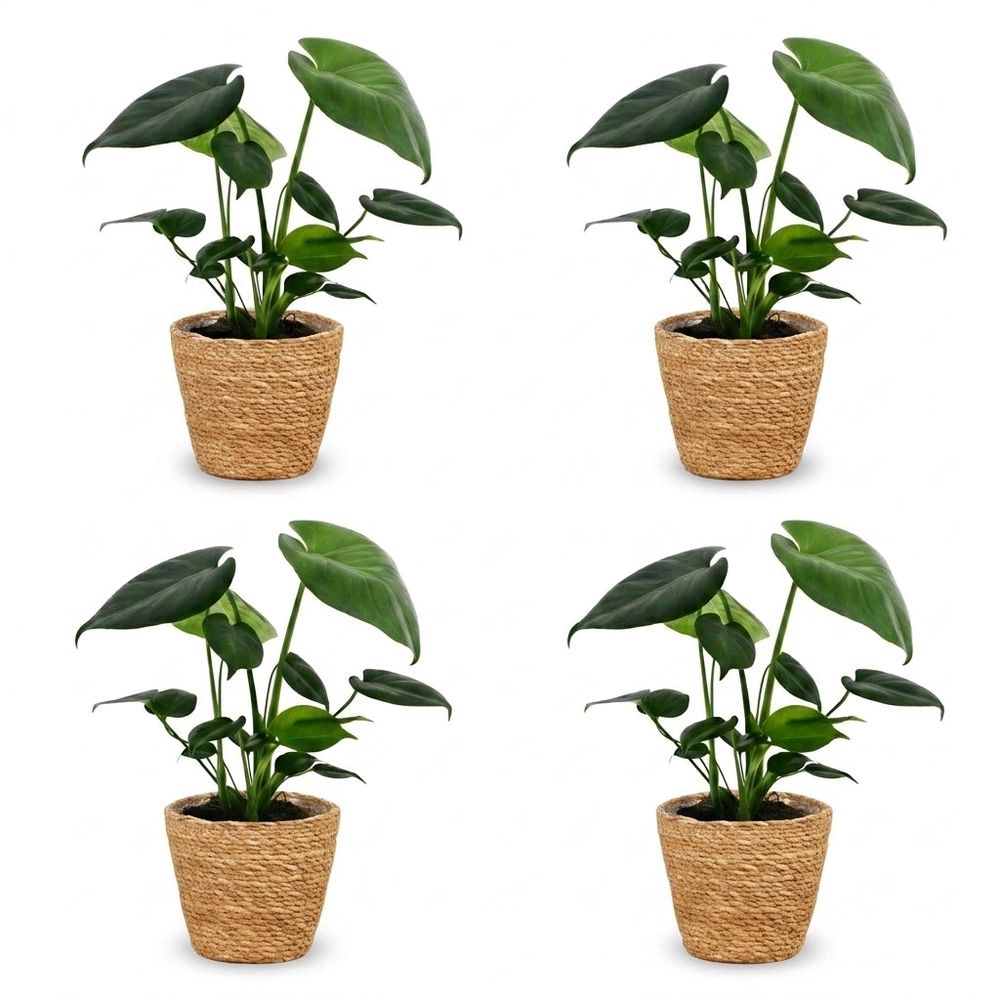 Monstera deliciosa - pot de 12cm
