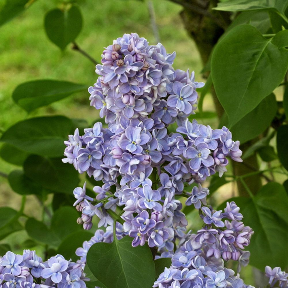 Lilas commun 'capitaine baltet' pot de 4l/5l