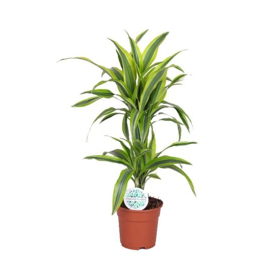 Dracaena lemon vert clair - h65 cm - ø17 cm
