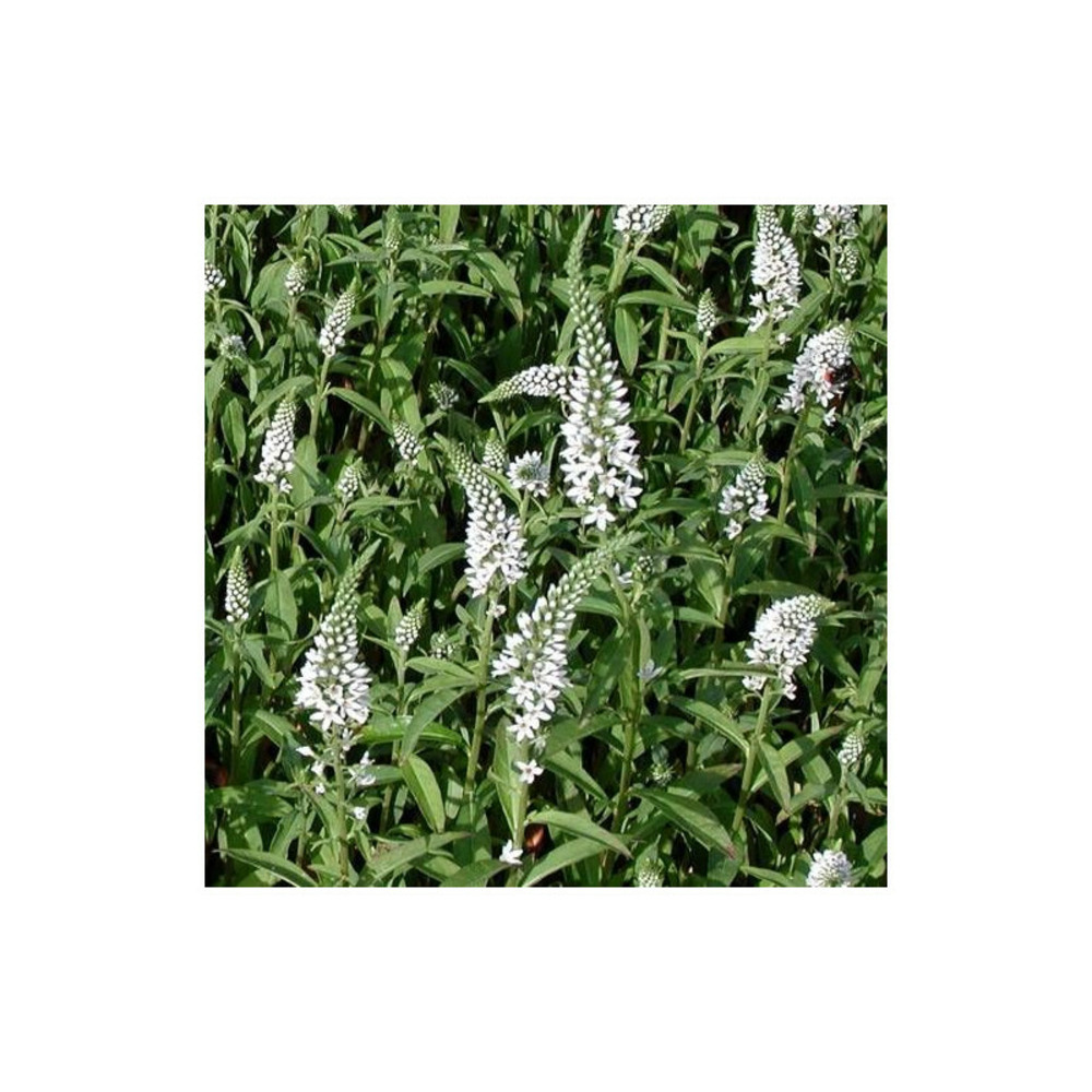 Lysimaque à épis penchés godet - 5/20 cm