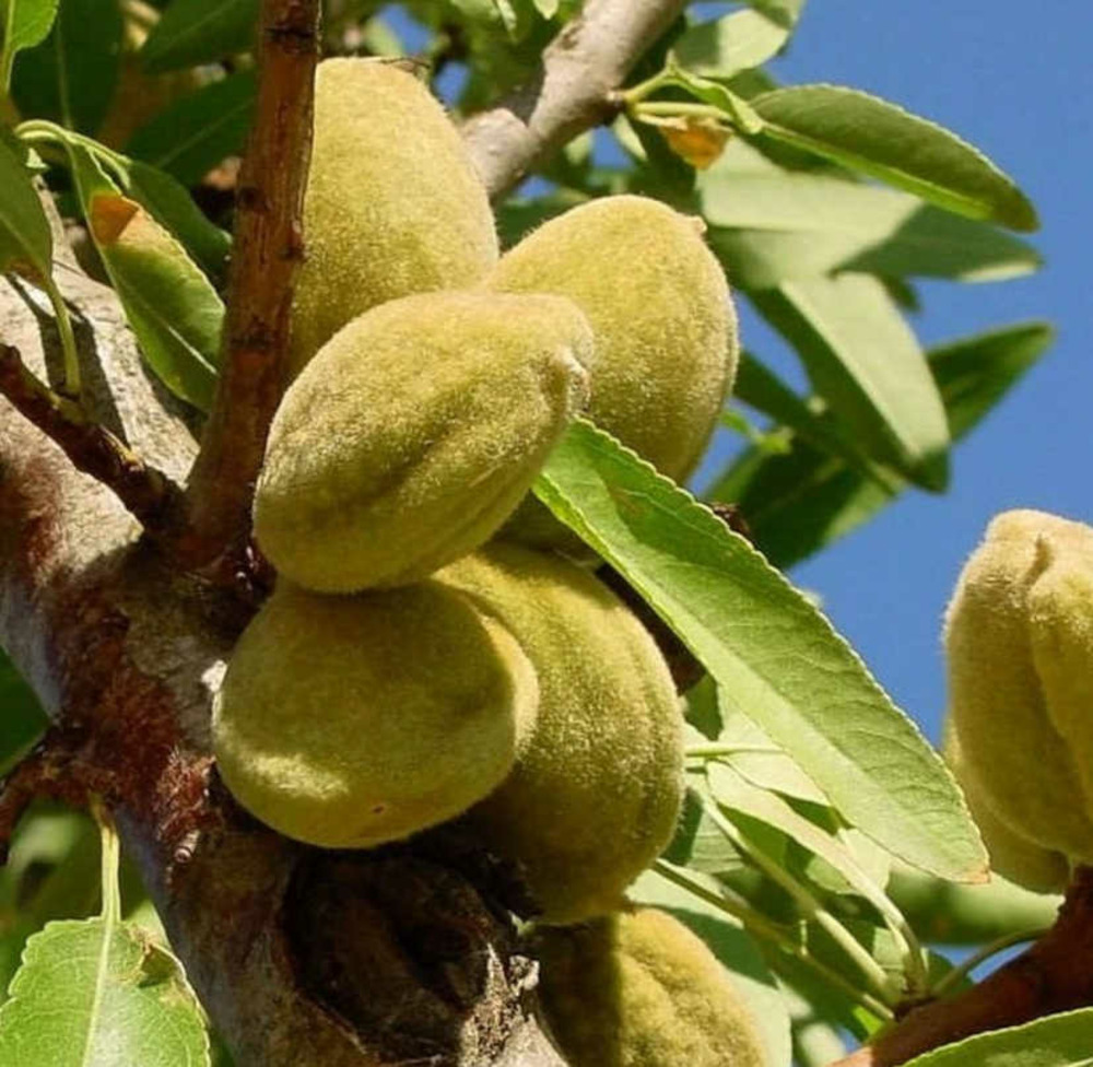 Prunus dulcis var. Mollar (amandier productif, floraison précoce, fruit gouteux)) pot de 9 litres -140/160 cm