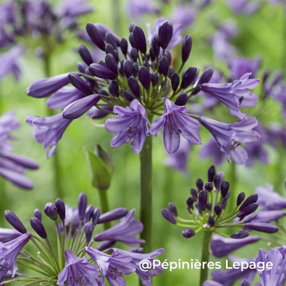 3 agapanthes 'poppin' purple' ® (agapanthus 'poppin' purple' ®)