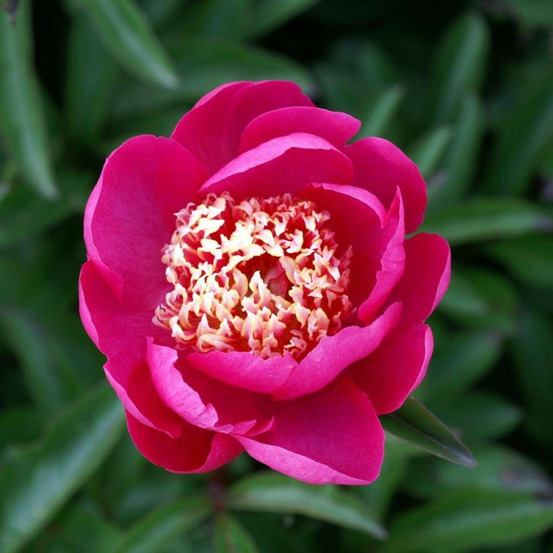 Pivoine herbacée kimo-kimo pot de 2l - 10/20 cm