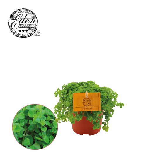 Pilea depressa - ø10,5cm - ↕15cm - plantes d'intérieur