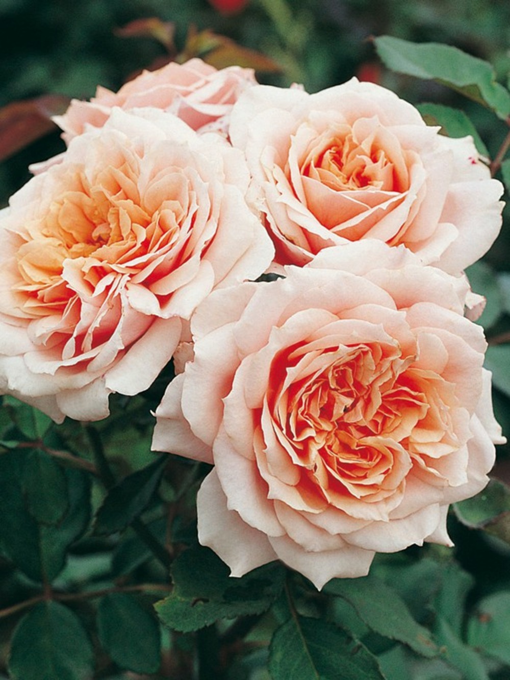 Rosier générosa® 'paul bocuse'® pot de 4l/5l