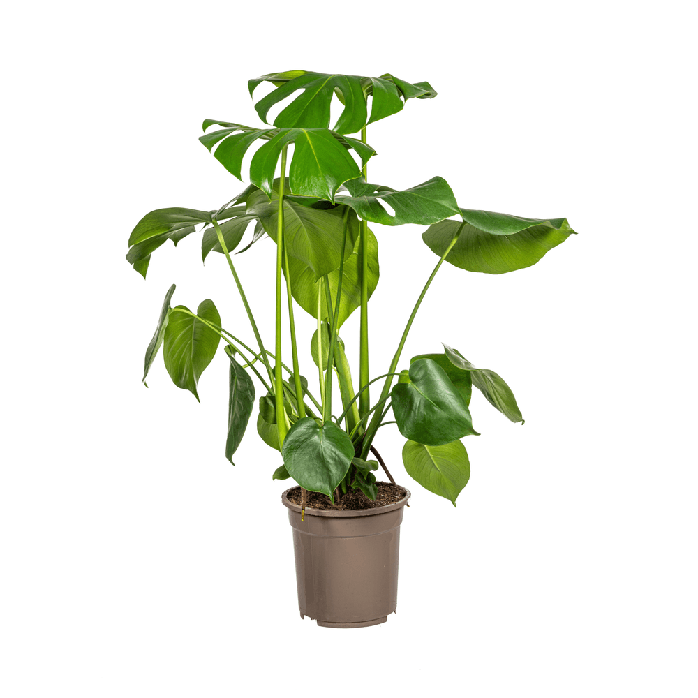 Monstera deliciosa tauerii ø21cm - ↕70 - 90cm - plantes d'intérieur