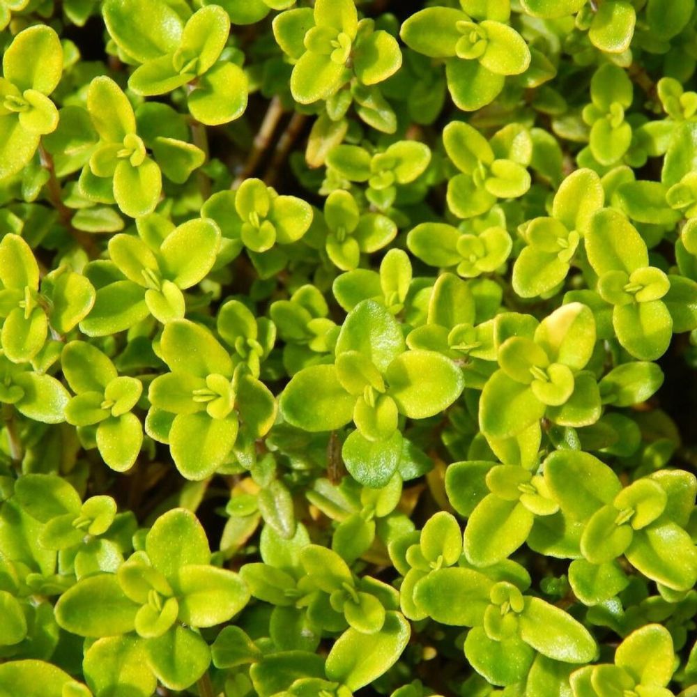 Thym citron bertram anderson lot de 5 godets