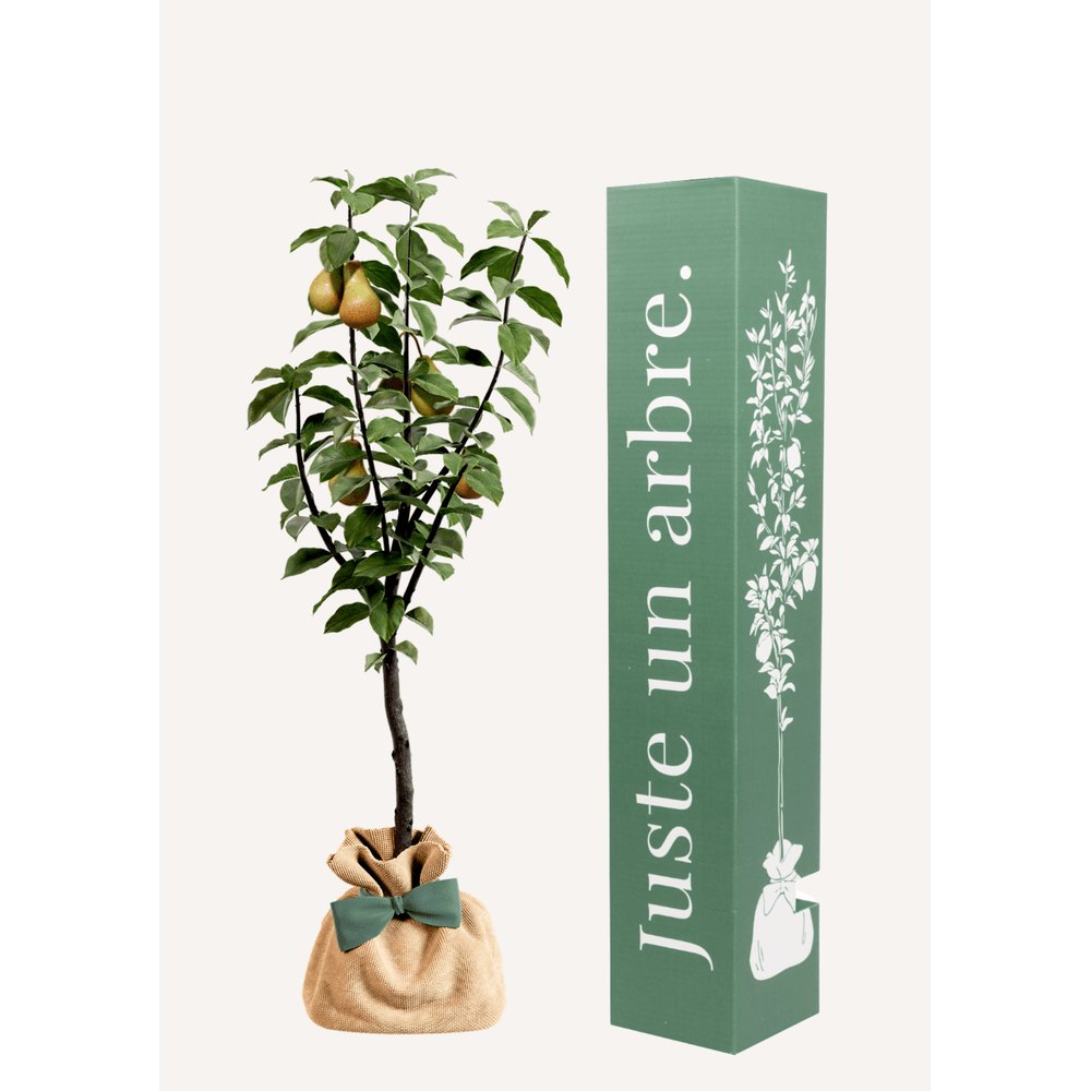Poirier conférence | arbre cadeau naissance, mariage, baptême, anniversaire - cadeau naturel qui dure toute la vie.