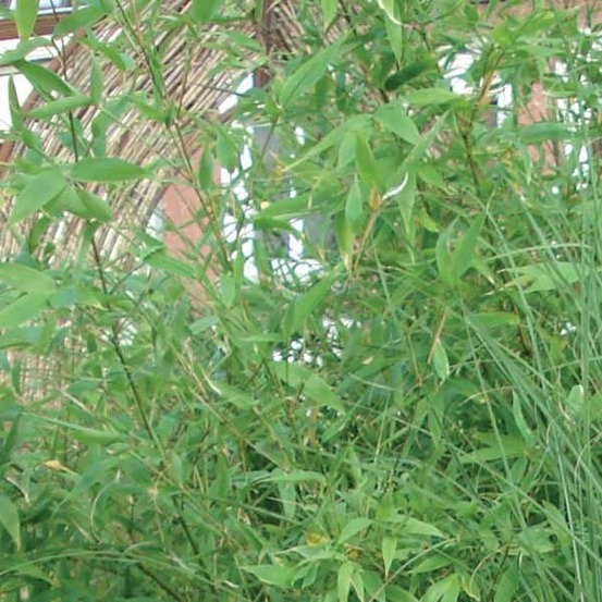 Bambou parapluie 'jumbo' pot de 7,5l/10l