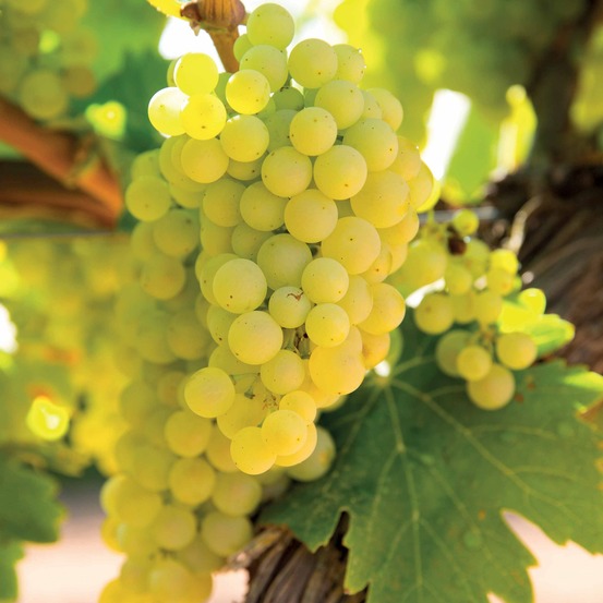 Vigne vroege van der laan - le pot / 2l / hauteur livrée 50-60cm