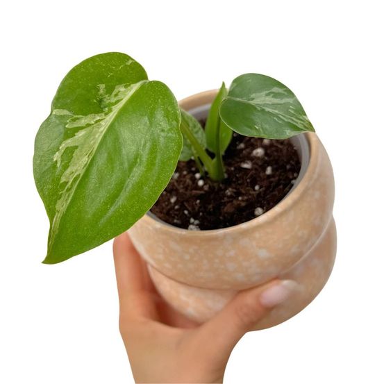 Monstera deliciosa bulbasaur - pot de 9cm - plantes d'intérieur