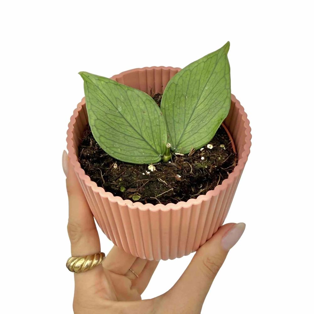 Hoya polyneura - pot de 7cm