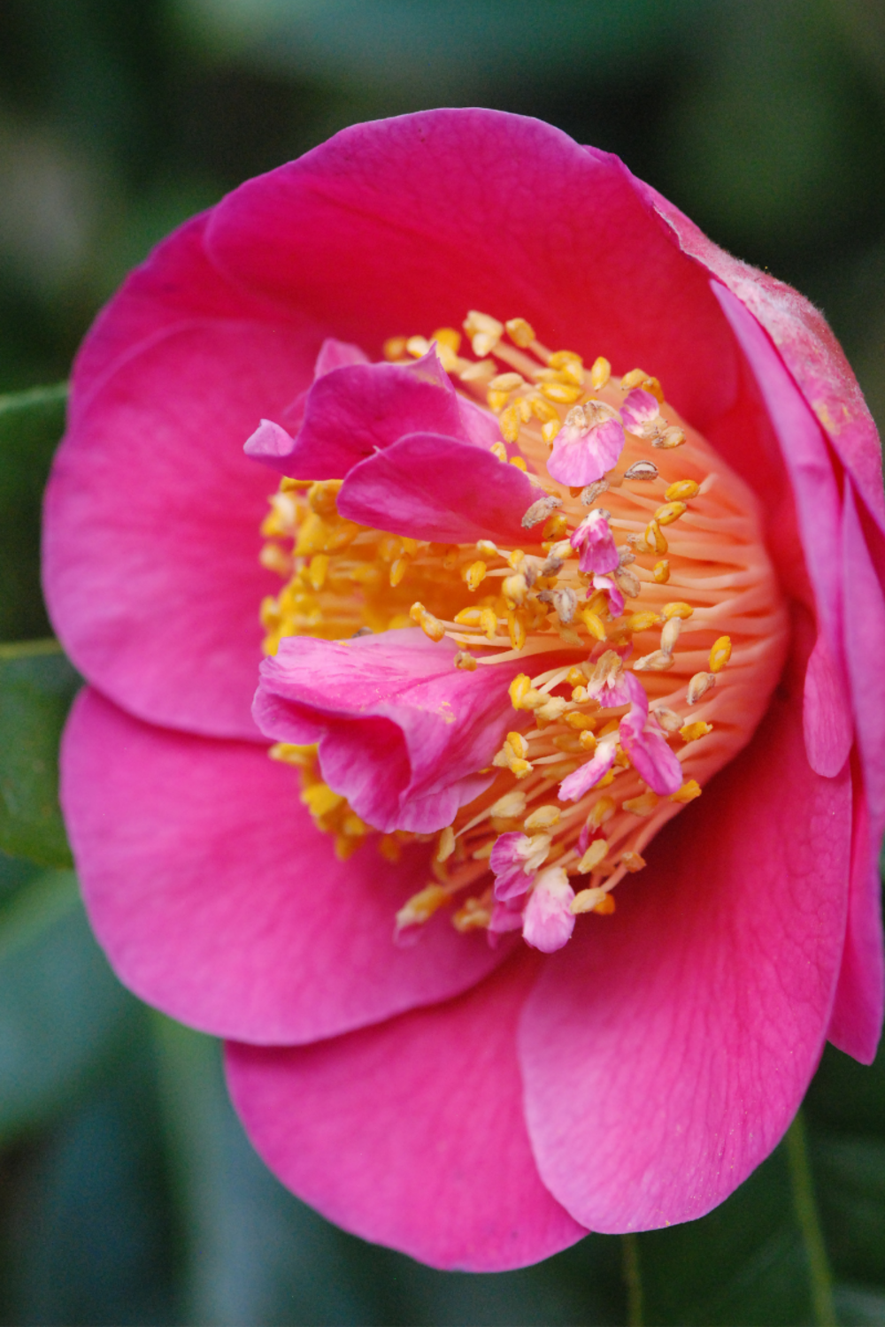 Camélia 'souvenir de kerambrun' - en pot de 1 litre