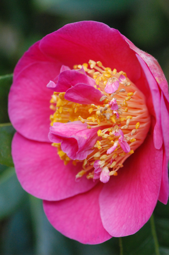 Camélia 'souvenir de kerambrun' - en pot de 1 litre