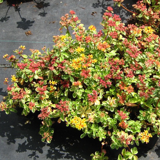 Orpin du kamtschaka 'variegatum' godet de 8/9 cm