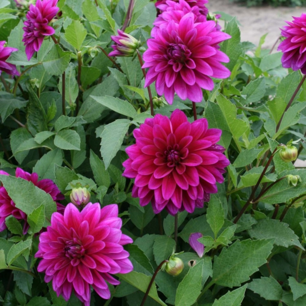 Dahlia gpe décoratif 'le baron' bulbe calibre i