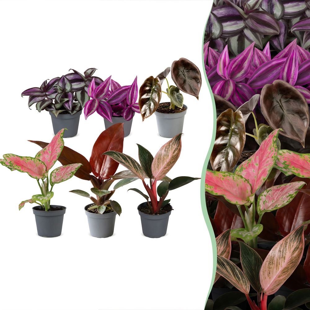 Baby paradise - lot de 6 mini plantes roses et rouges - h 10-15 cm, pot ø6 cm