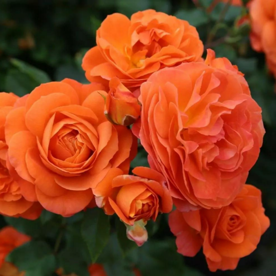Rosier orange phoenix floribunda - racines nues