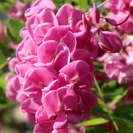 Robinia margaretta georgia da torino, acacia, robinier pot de 15l - baliveau