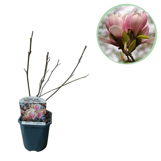 Arbustes - magnolia soulangiana - fleurs rose clair - pot 17cm haute