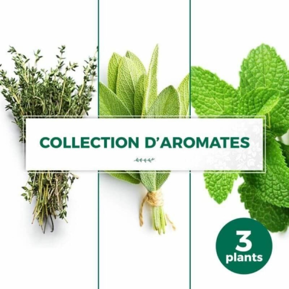 Collection de 3 aromates