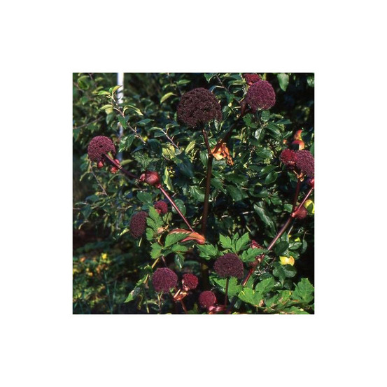 Angélique rouge godet - 5/20 cm