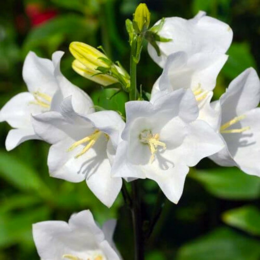 2 Campanules à Feuilles de Pêcher 'Alba' (…